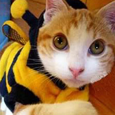 Pet Hoodie Clothes Cute Fancy Puppy Apparel Costume Cat  Coat Outfit Bee Style Professional Home Pets Cloth